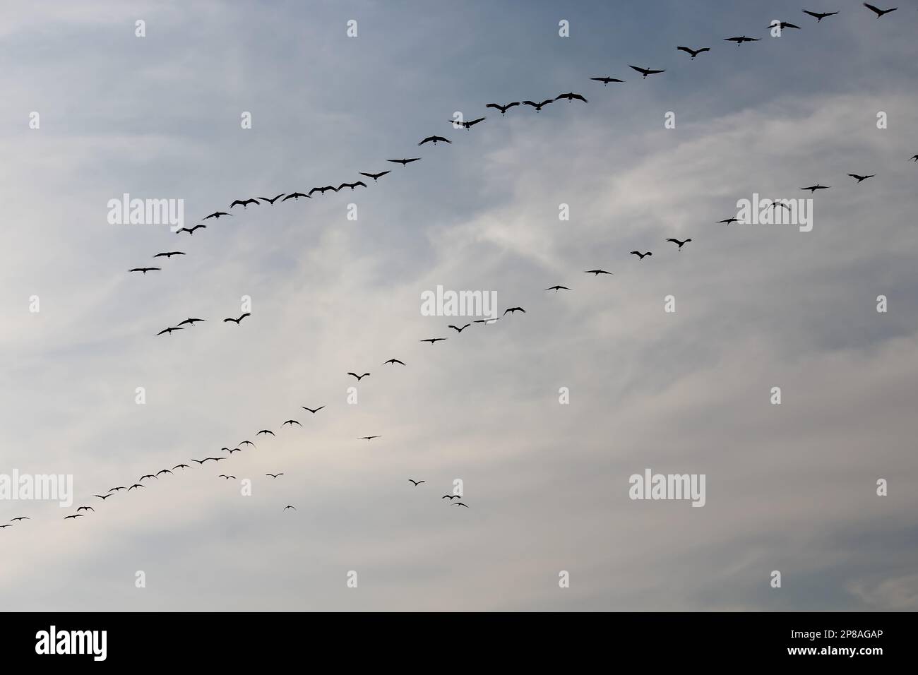 Group of Birds flying in the sky. Selective focus Stock Photo Alamy