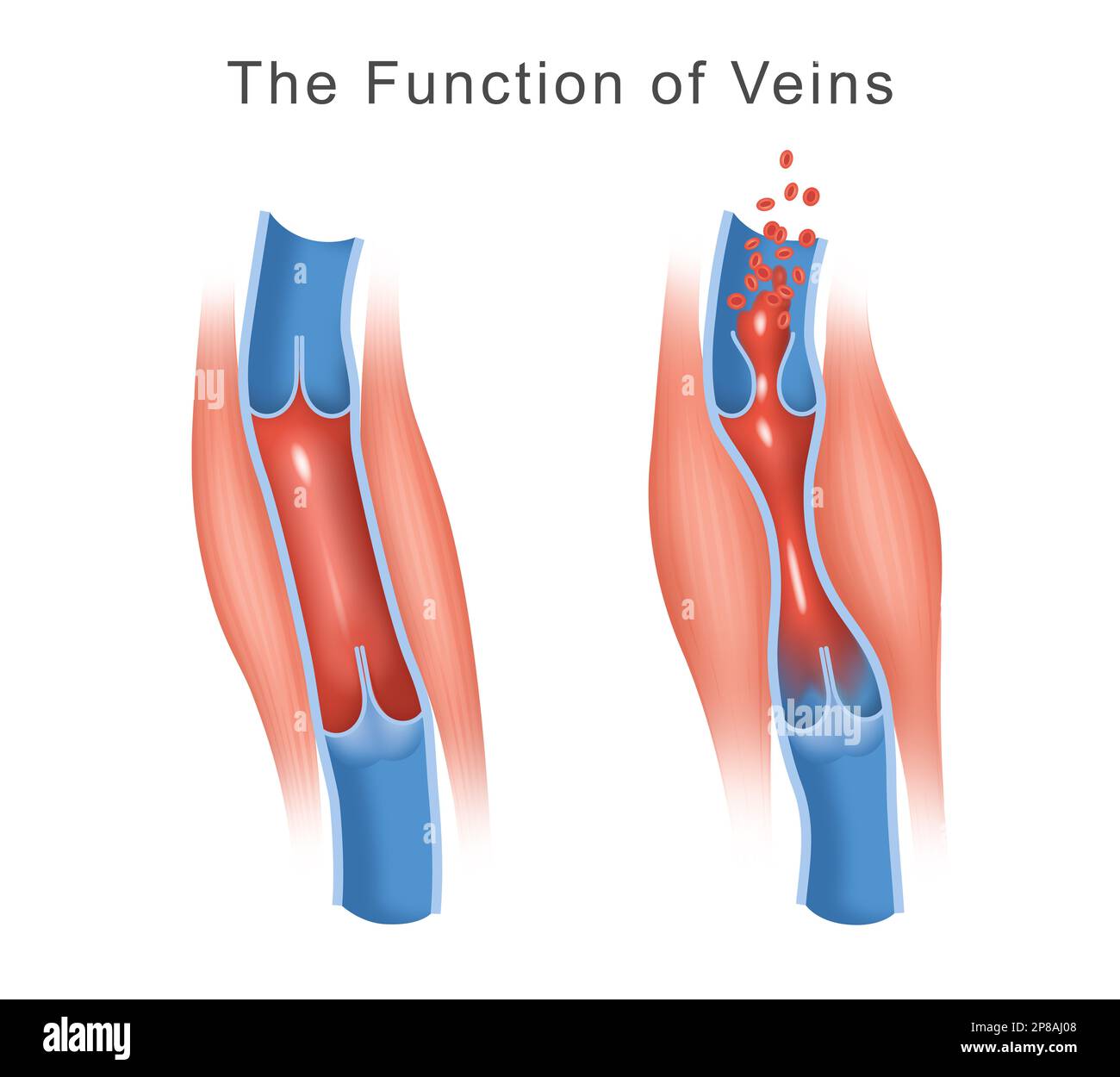 The Function Of Veins Illustration Stock Photo Alamy