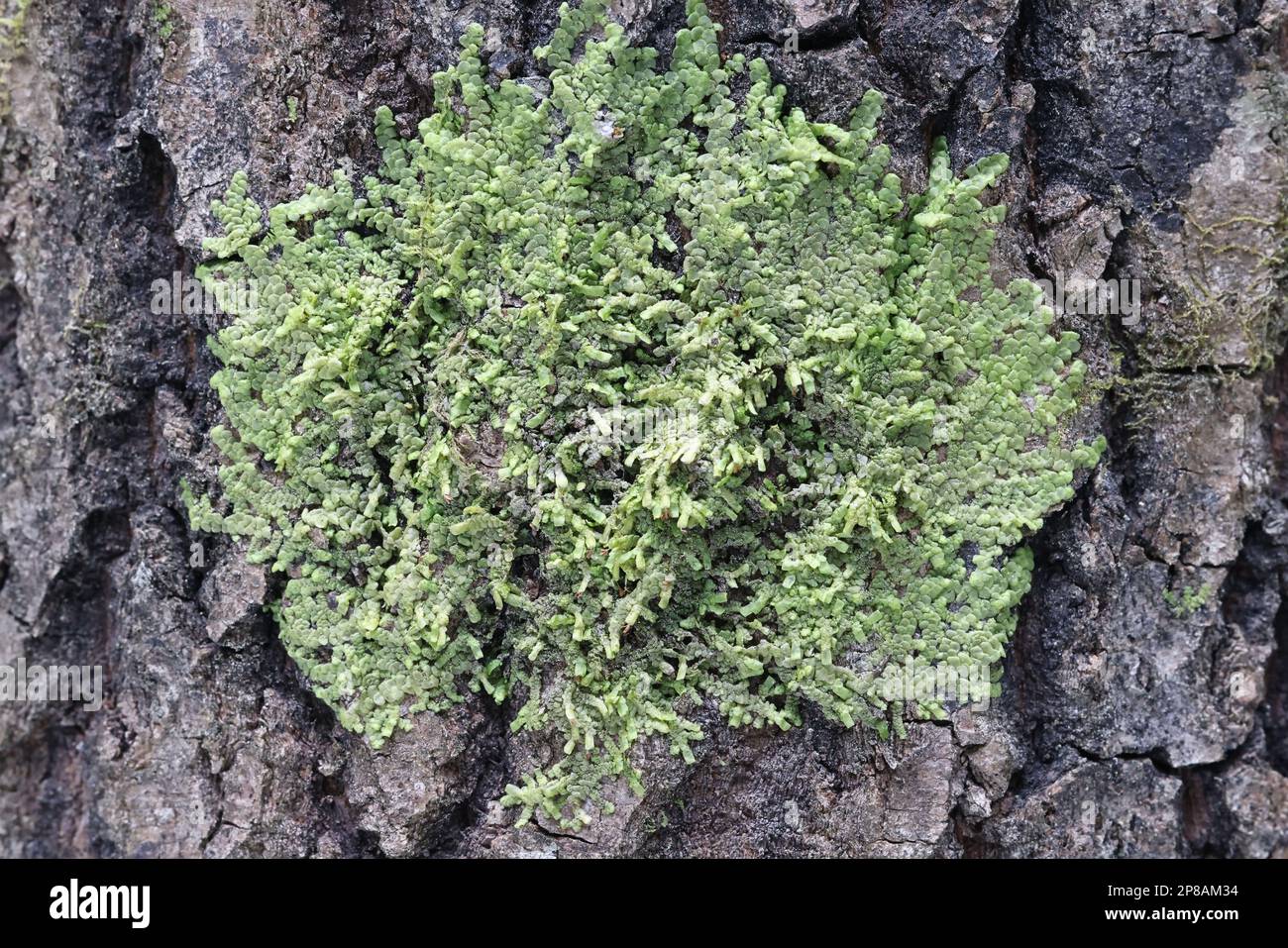 Even Scalewort moss, Radula complanata, a cannabinoid moss from Finland Stock Photo