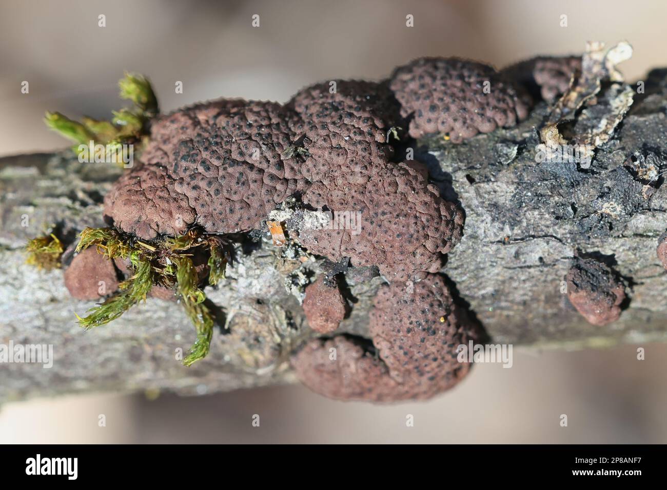 Hypoxylon multiforme, also called  Jackrogersella multiformis, commonly known as the birch woodwart, fungus from Finland Stock Photo