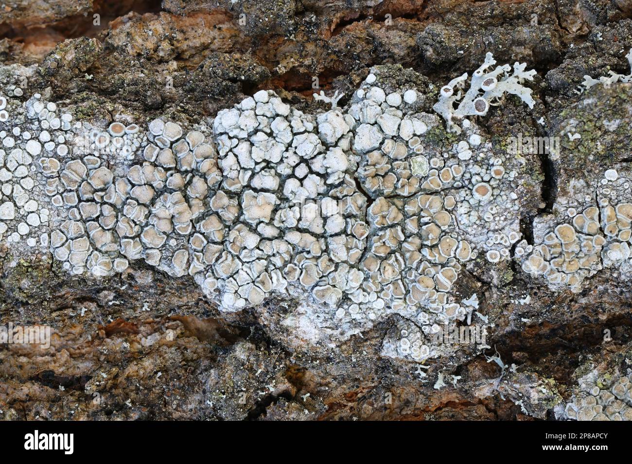 Lecanora chlarotera, known as brown rim-lichen, growing on Norway maple in Finland Stock Photo