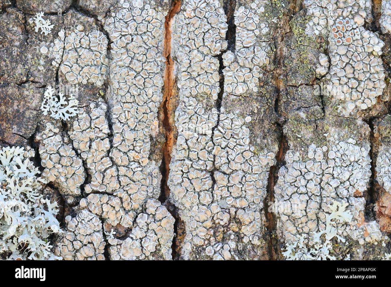 Lecanora chlarotera, known as brown rim-lichen, growing on Norway maple in Finland Stock Photo