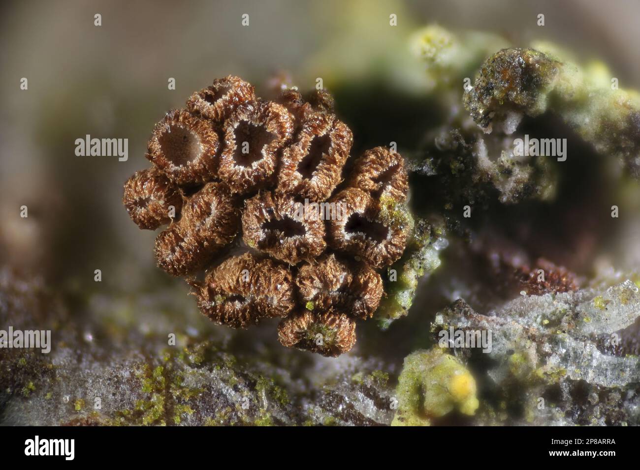 Merismodes fasciculata, known as crowded cuplet, microscope image Stock Photo