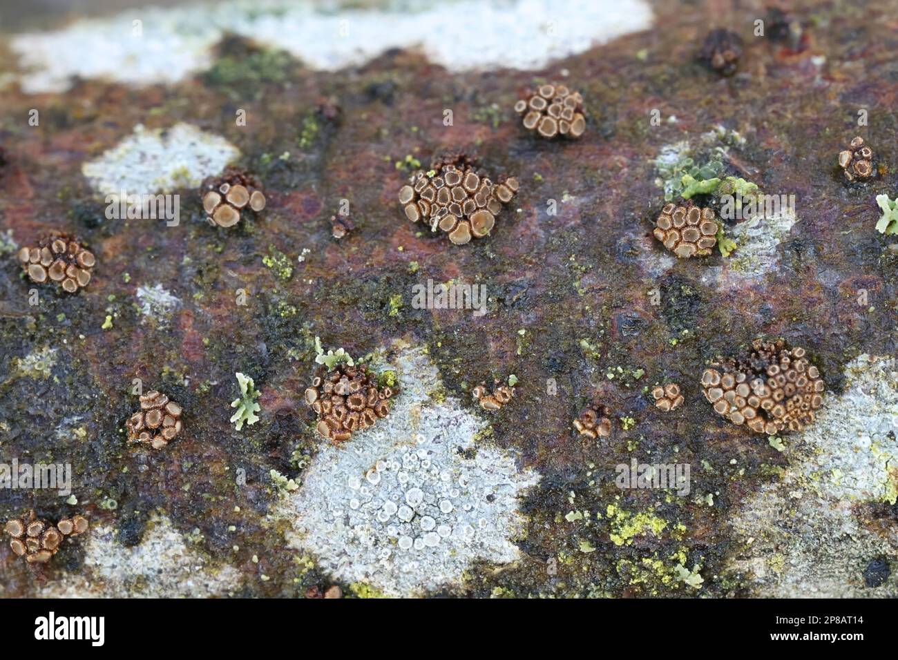 Merismodes fasciculata, known as crowded cuplet, wild fungus from Finland Stock Photo