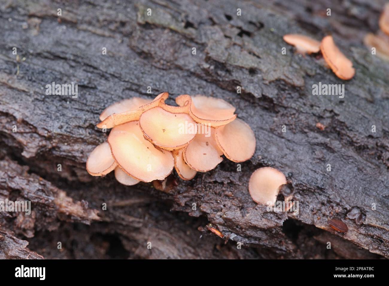 Aleuriella personata, also known as Pyrenopeziza personata, wild fungus from Finland, no common English name Stock Photo