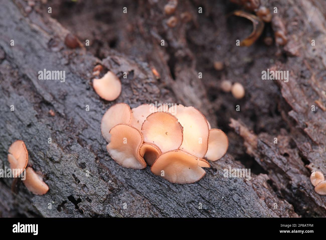 Aleuriella personata, also known as Pyrenopeziza personata, wild fungus from Finland, no common English name Stock Photo