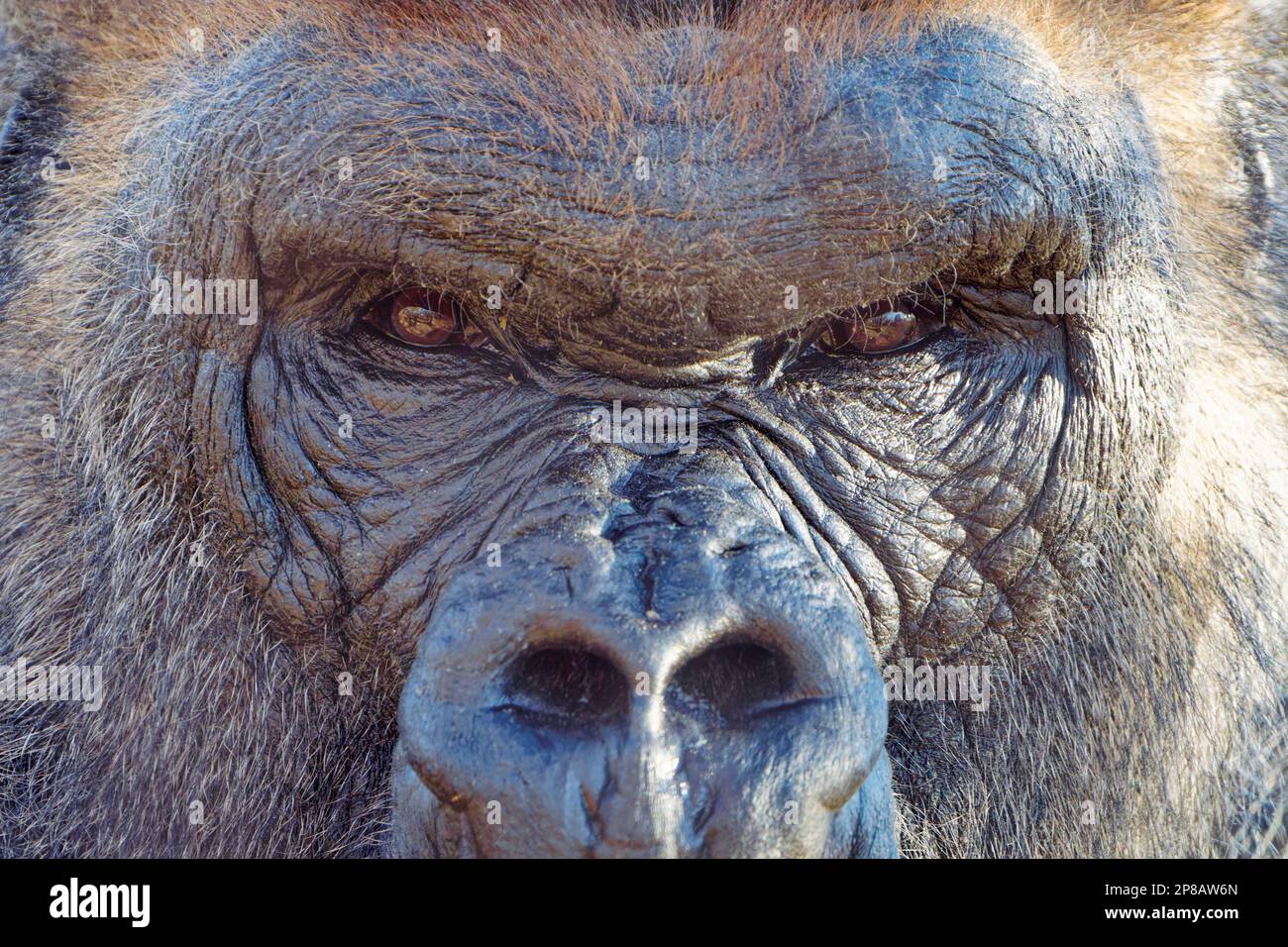 A closeup the eyes of a gorilla facing downward from a slightly elevated angle, showcasing its