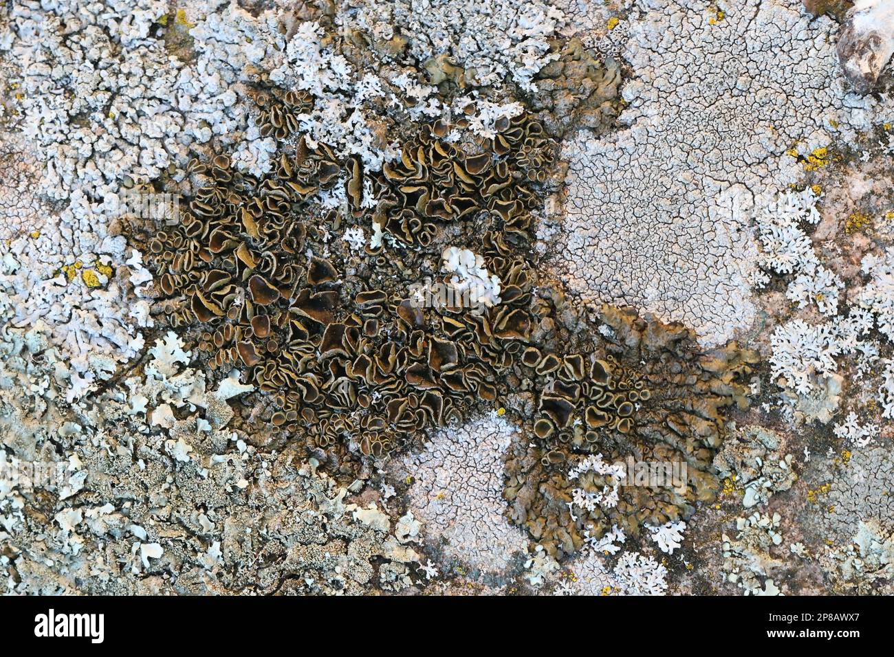 Xanthoparmelia pulla, a rock-shield lichen growing on seashore rocks in Finland Stock Photo