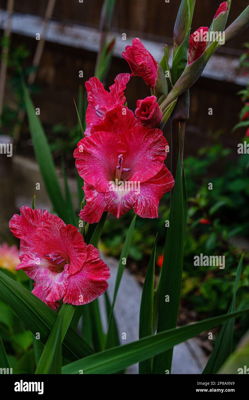 Detail of red Gladioli flowers, also known as sword lily with sword