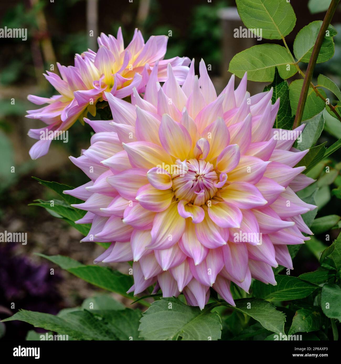 Detail of Strawberry Ice Dahlia. Pink, with a touch of cream and soft yellow, green foliage background. Stock Photo