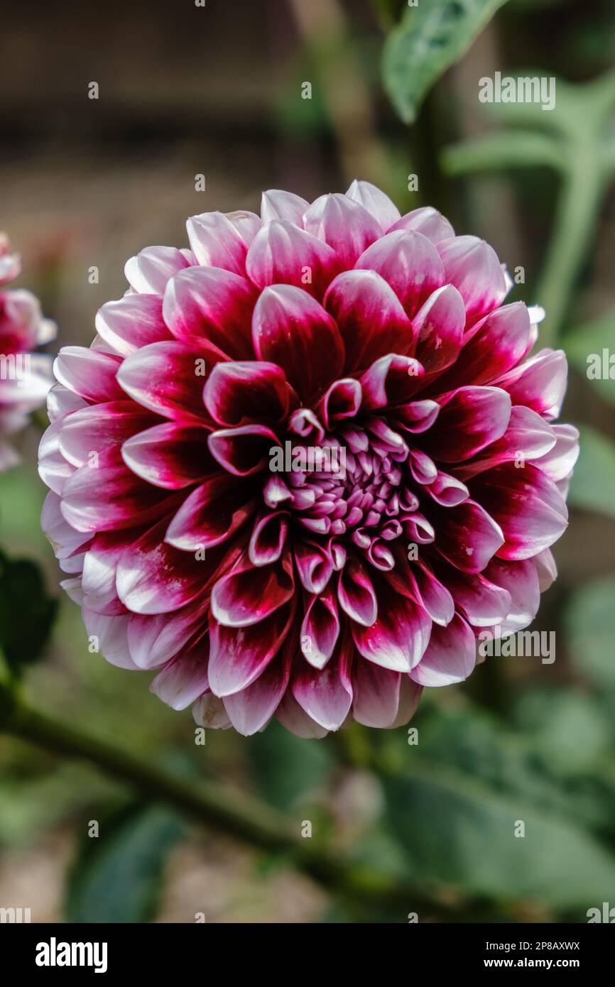 Close up of Dahlia flower with claret petals, tipped white. Stock Photo