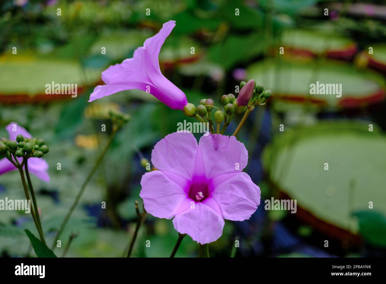 Detail of purple Ipomoea triloba. Purple trumpet flowers Stock Photo