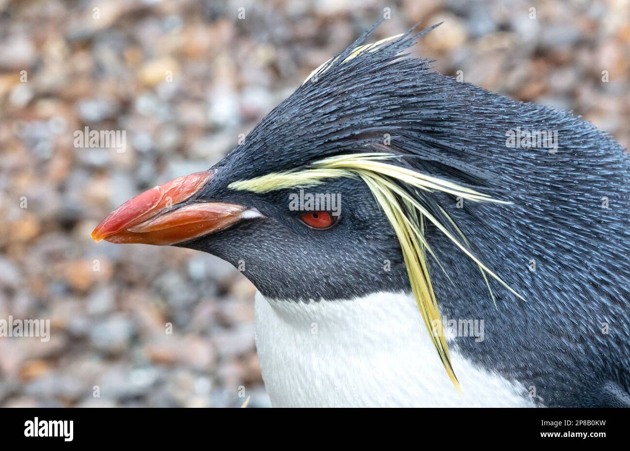 Northern Rockhopper Penguin (Eudyptes moseleyi), selective focus Stock Photo
