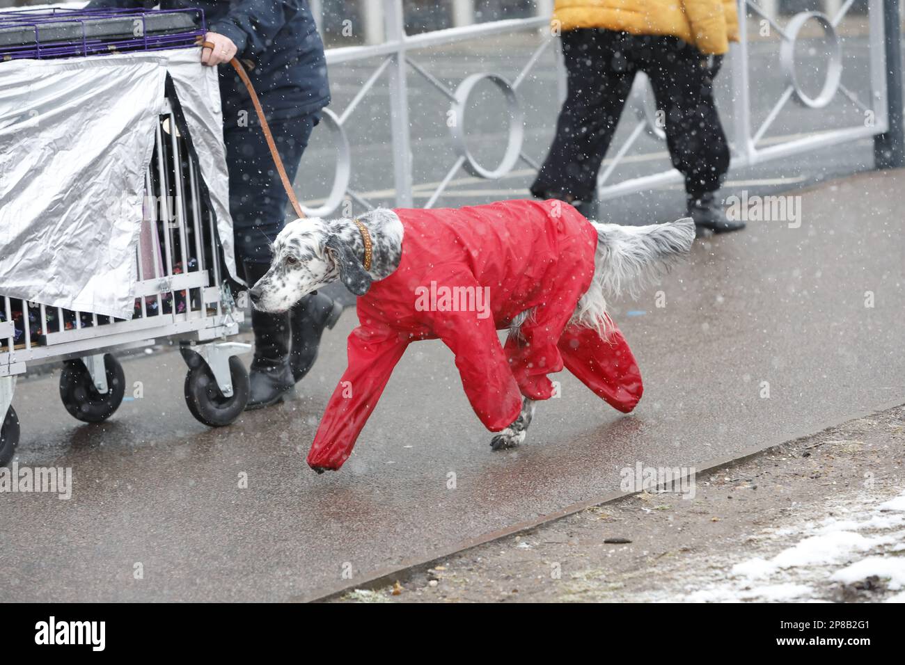 Birmingham, UK. 9th Mar, 2023. Dogs & their people arrive on a snowy day for the first day of Crufts 2023. Credit: ️Jon Freeman/Alamy Live News Stock Photo