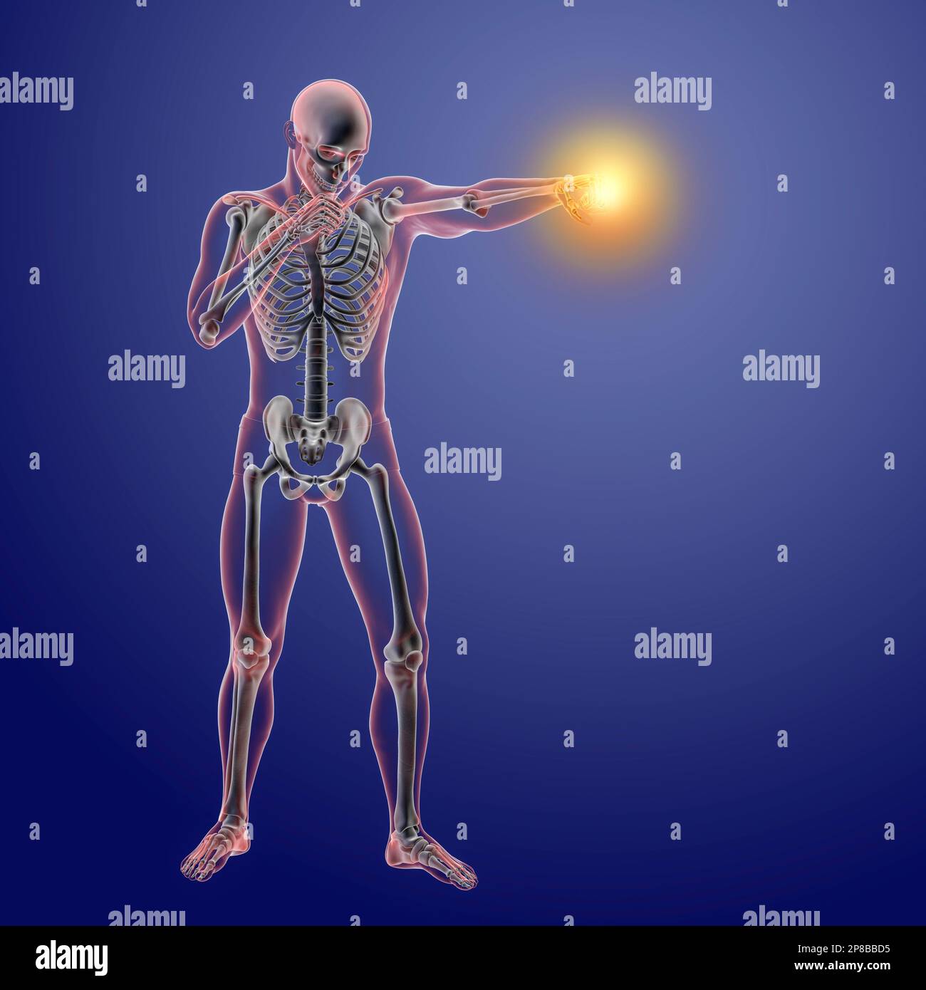 Anatomy of a boxer, computer illustration. Human male body in boxing