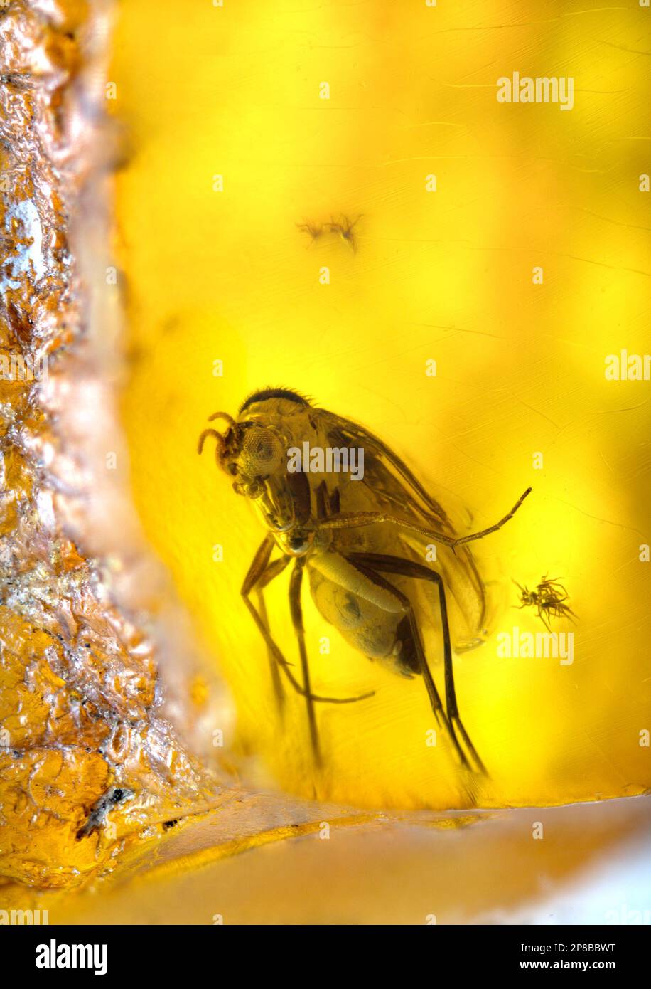 Prehistoric fly preserved in Baltic Amber - from Lithuania Stock Photo