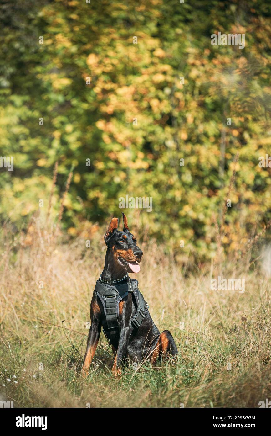Beautiful Dobermann dog funny sitting outdoor in dry grass in autumn day. Funny Doberman Pinscher dog breed sitting outdoor in grass in forest Stock Photo