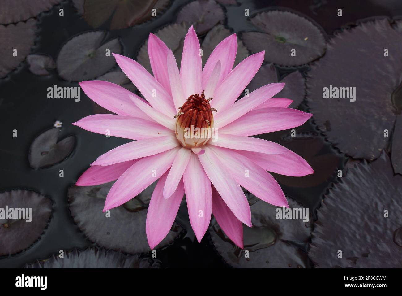Teratai (lotus) Flower, lotus flower, this flower is the habitat of its