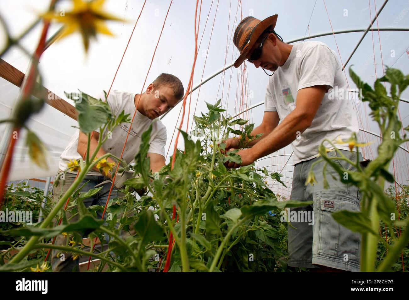 Jake Youngren 21 left and Mark Lovejoy trellace tomatoes early