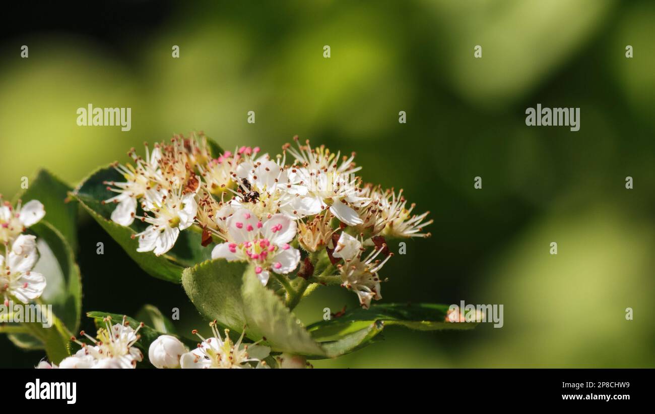 decorative apple blossom in the garden. white flowers closeup Stock Photo