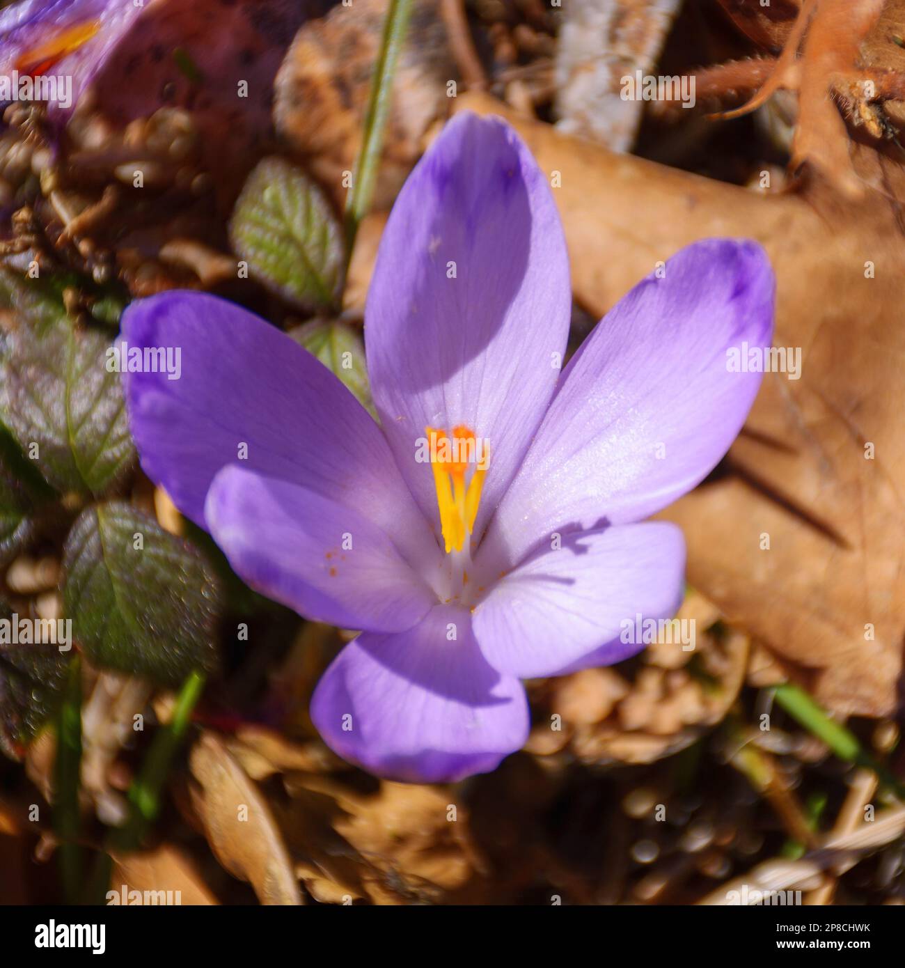 violet crocus bloom on a sunny day. easter background Stock Photo