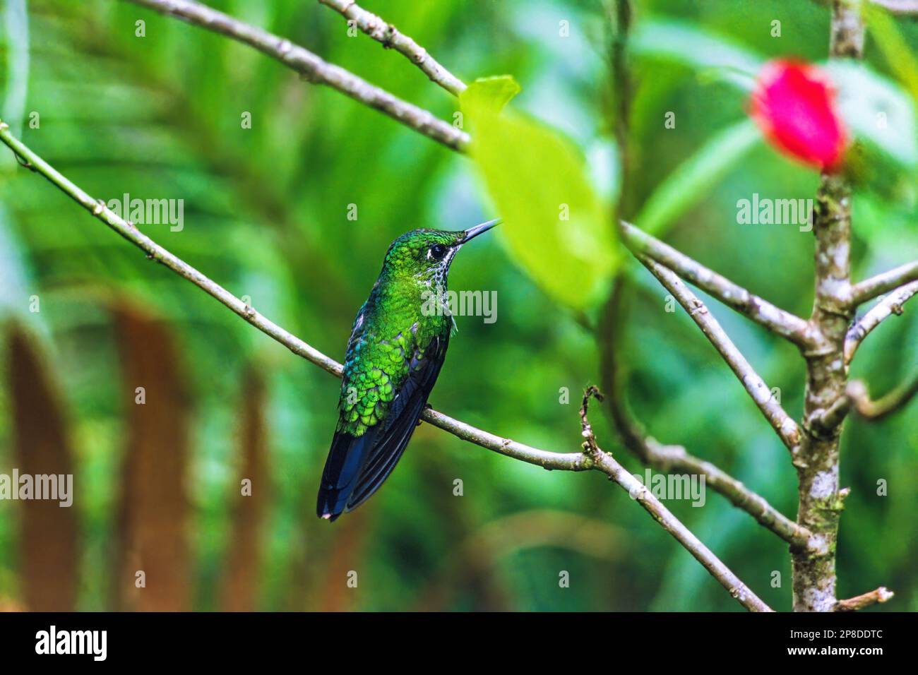 Hummingbird on a tree branch in a rainforest Stock Photo