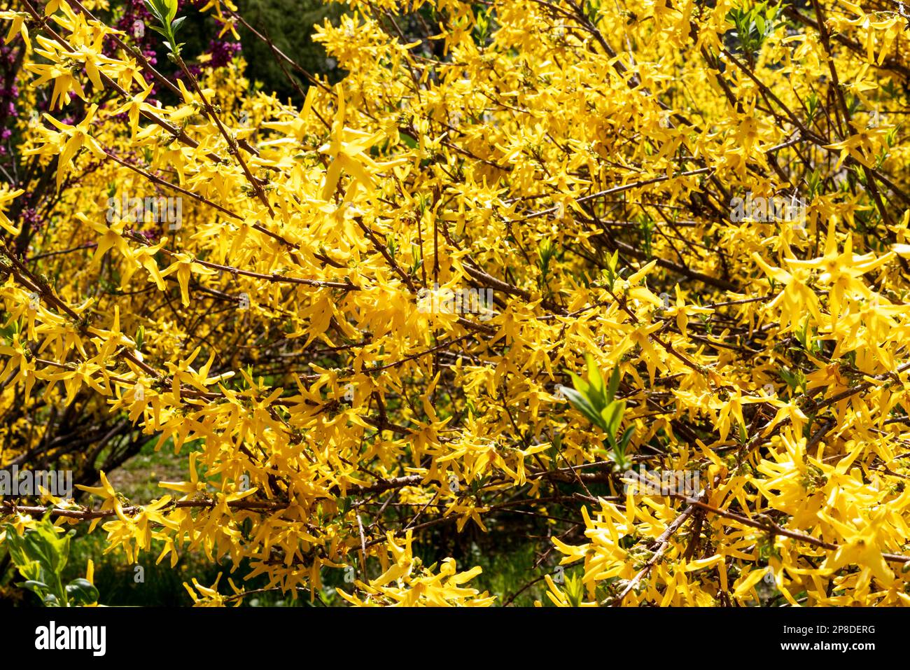 spring or summer landscape flowering plant with yellow forsythia flowers close-up in park beauty in nature landscaping and gardening Stock Photo