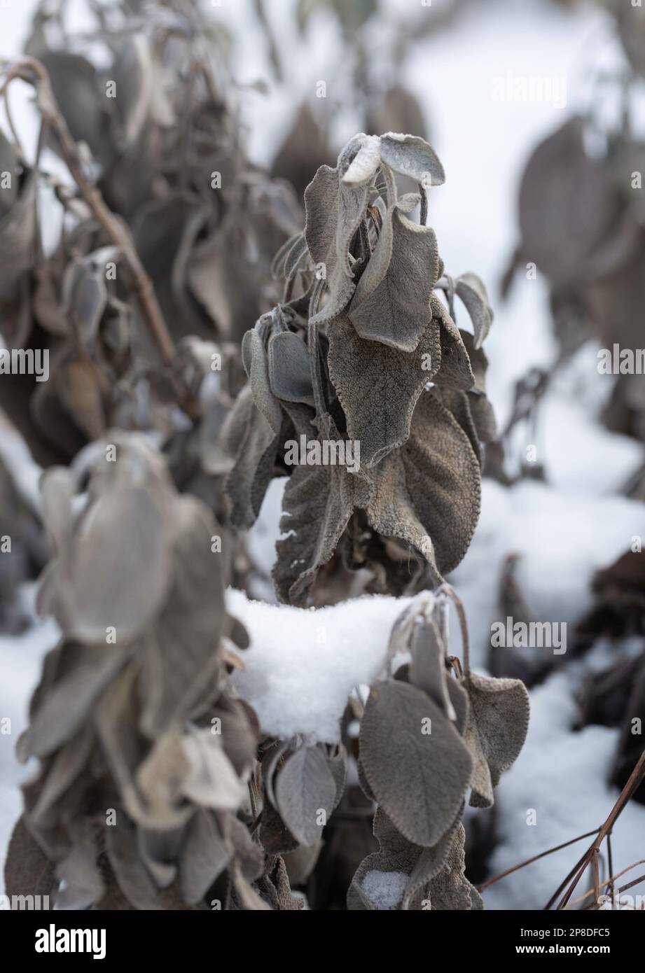 Dried and wilted sage leaves, salvia officinalis, in a snowy garden Stock Photo Alamy