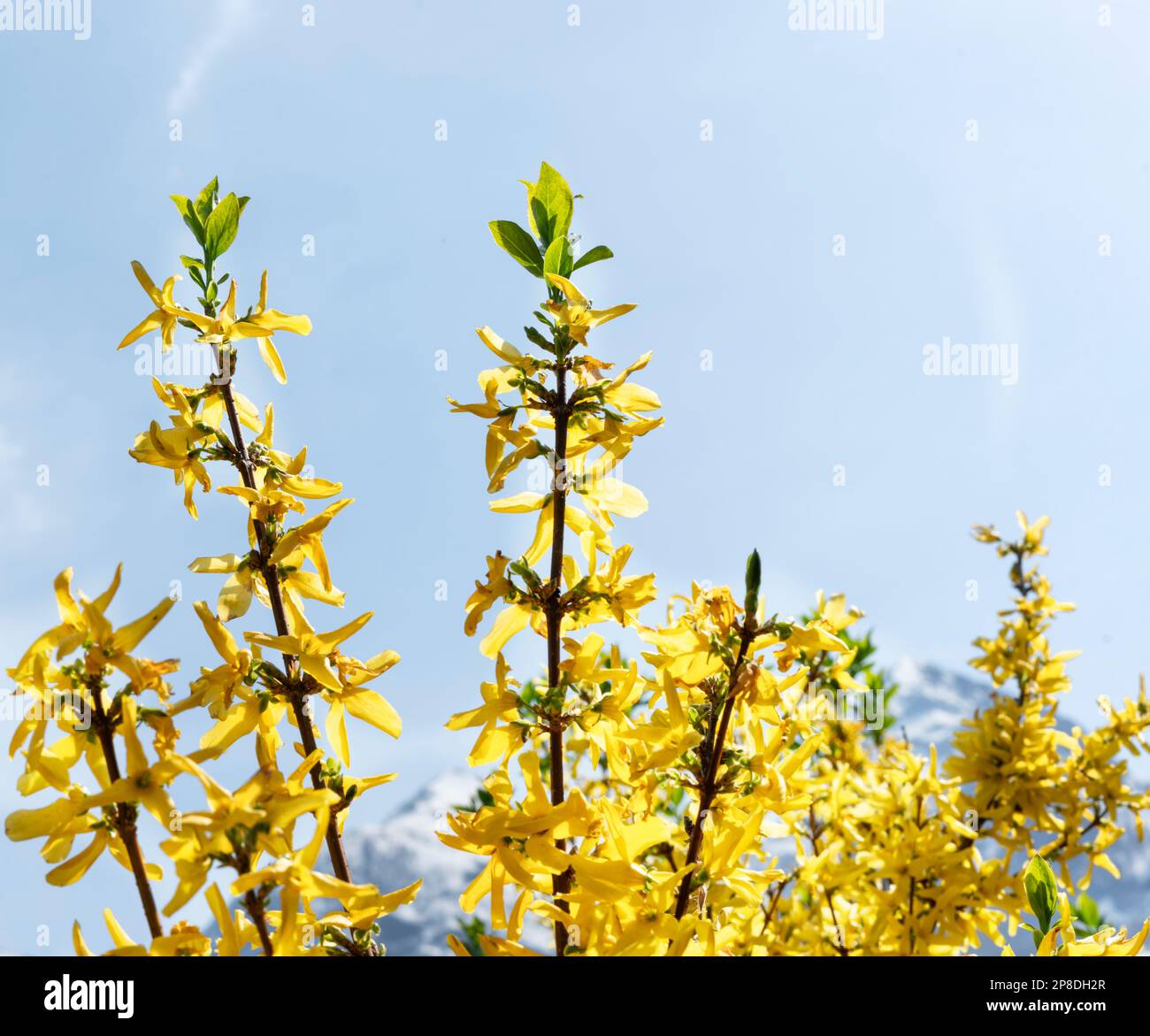 spring or summer landscape flowering plant with yellow forsythia flowers against snow capped mountain peaks and blue sky beauty in nature landscaping Stock Photo
