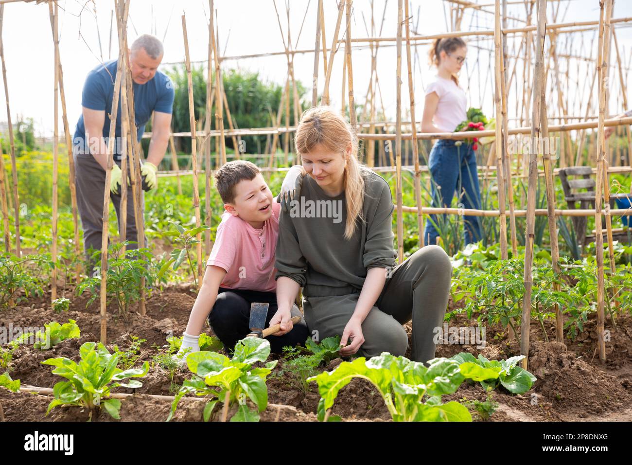 Teen son helps mother clean weeds in garden beds Stock Photo - Alamy