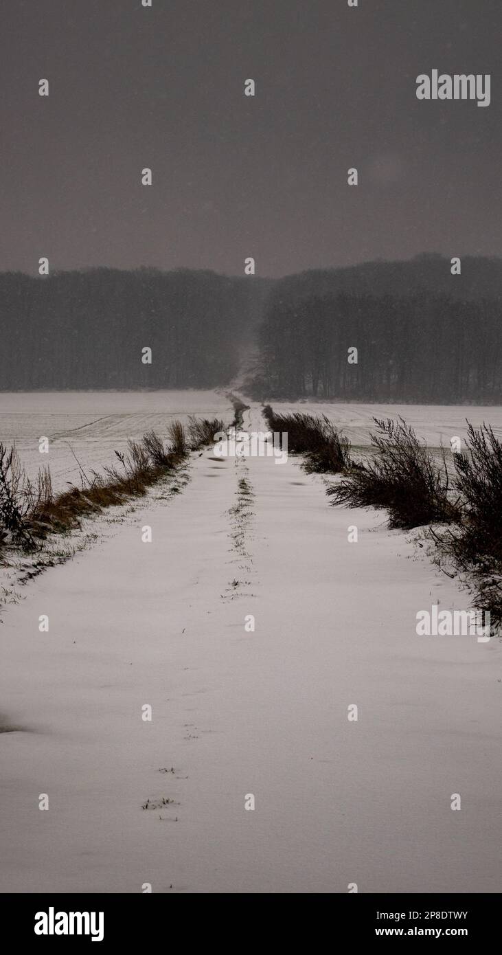 Road to a forest covered in snow Stock Photo