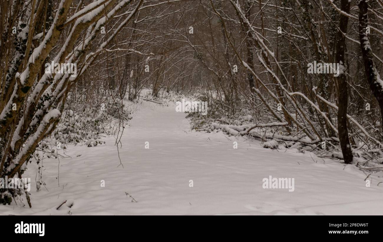 Path covered in snow in the forest Stock Photo