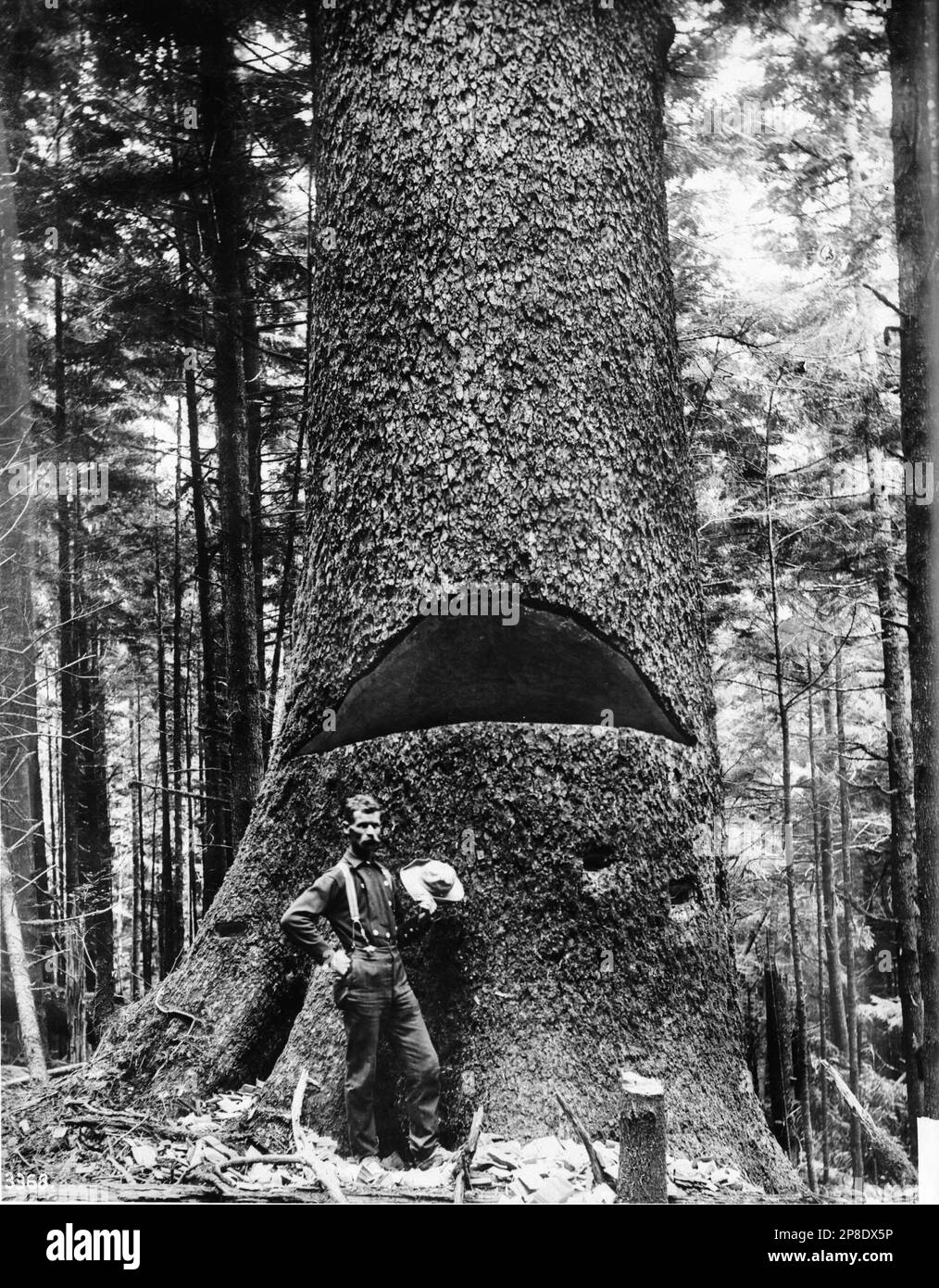 Old lumberjack Black and White Stock Photos & Images - Alamy