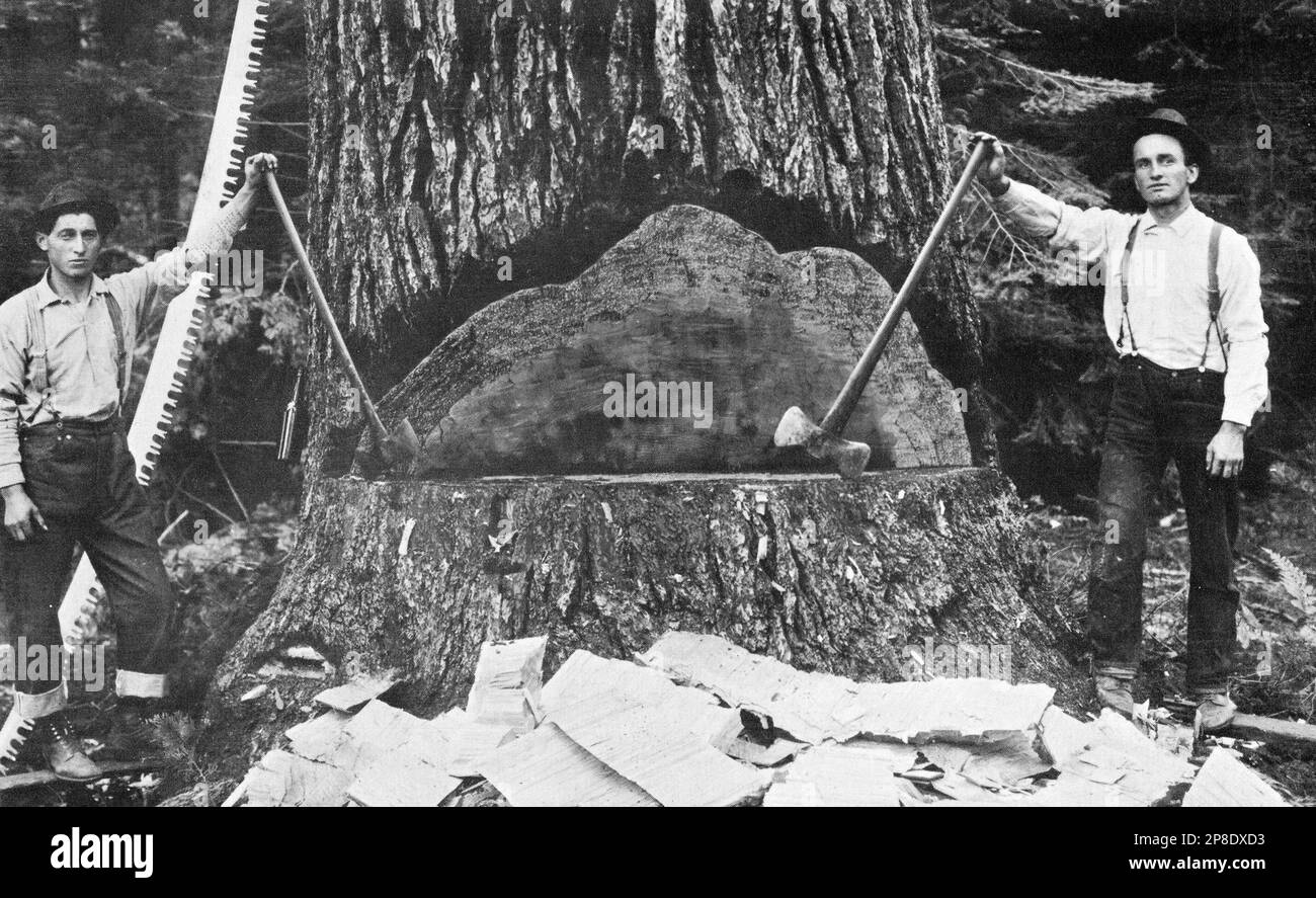 A completed undercut in a Sugar Pine tree in Madera County, California