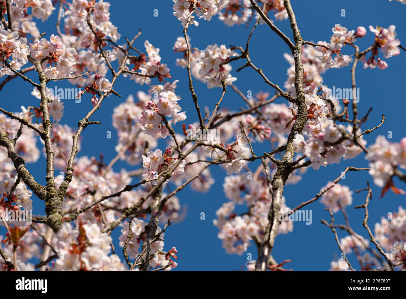 Pink cherry blossom in the spring Stock Photo - Alamy