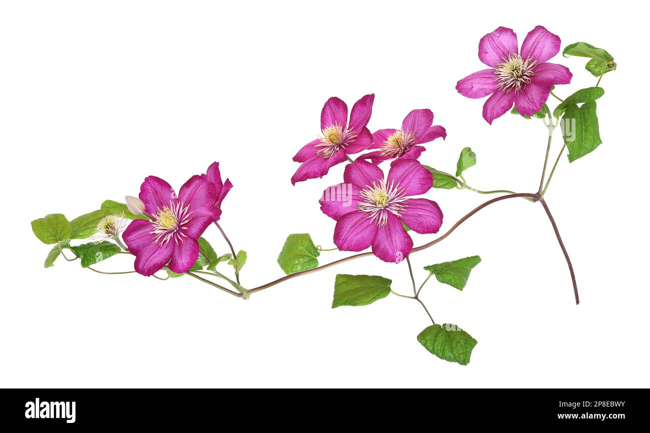 Pink clematis blossoms, isolated background Stock Photo