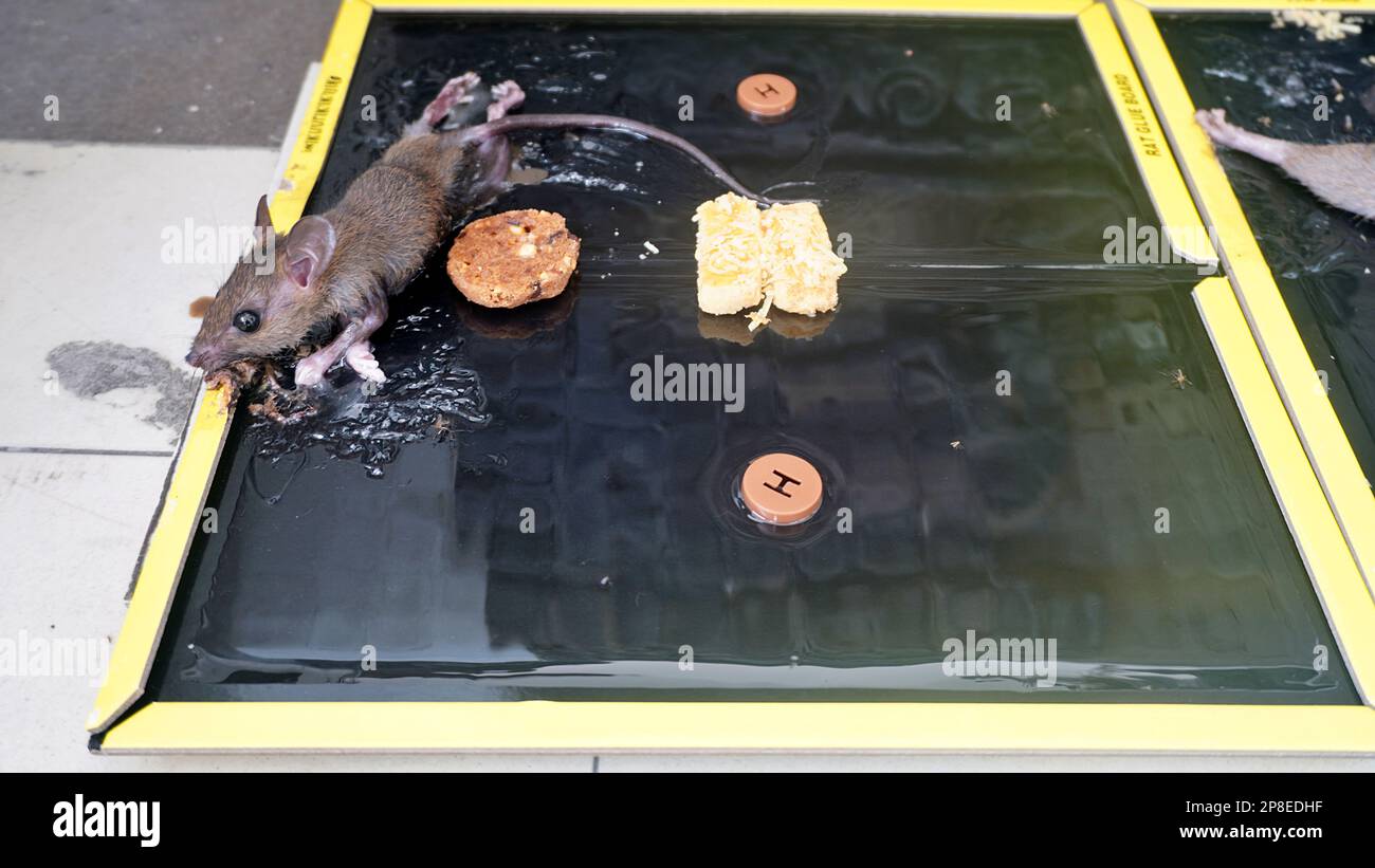 https://c8.alamy.com/comp/2P8EDHF/pest-mouse-attached-to-glue-mousetrap-2P8EDHF.jpg