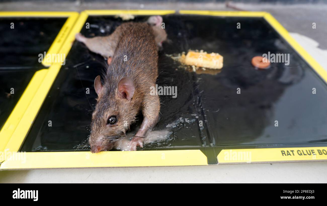 pest Mouse attached to glue mousetrap Stock Photo