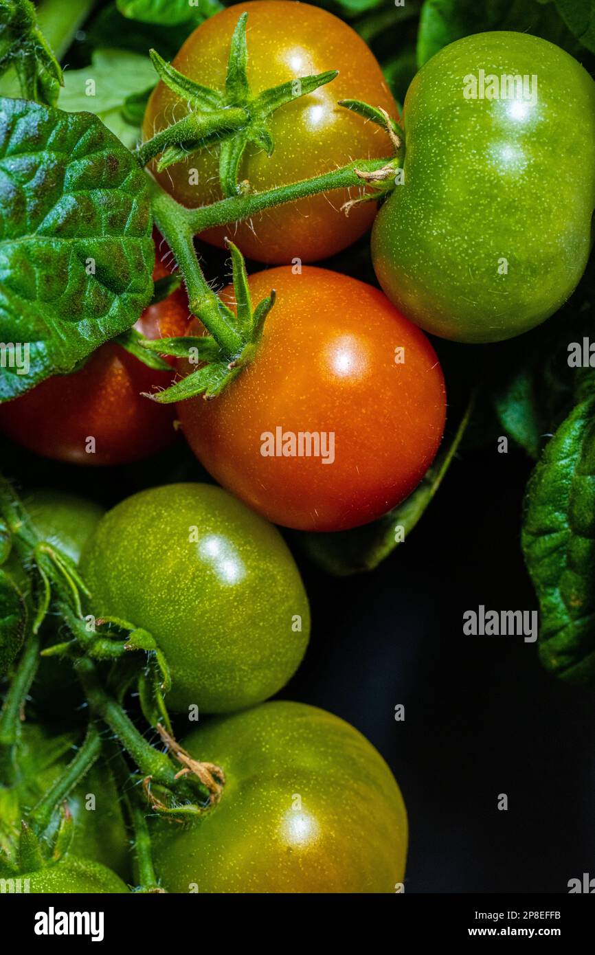 Almost ripe tomatoe hanging from a bush Stock Photo - Alamy
