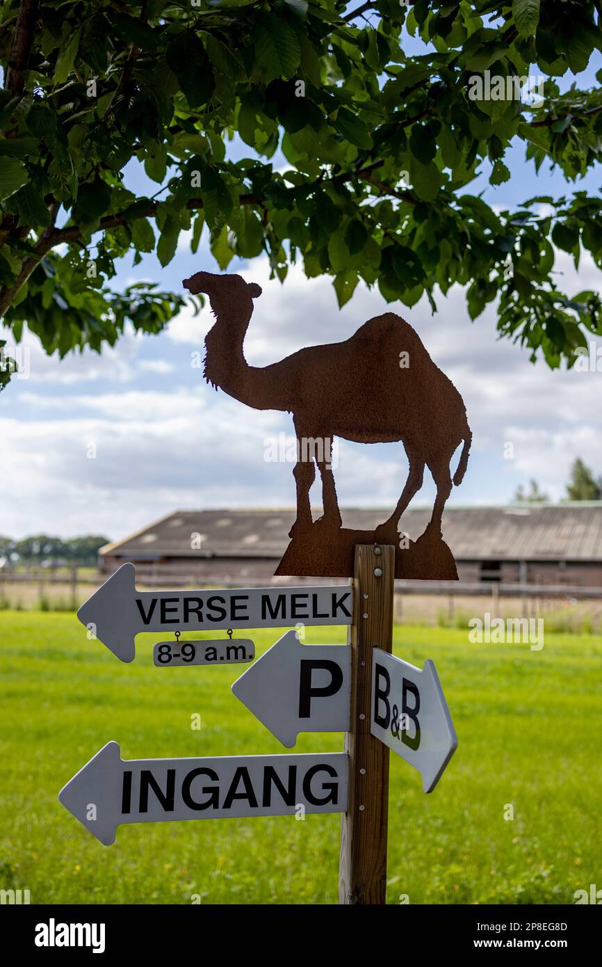 Pointer sign at the entrance of a camel breeding and milk farm of ...