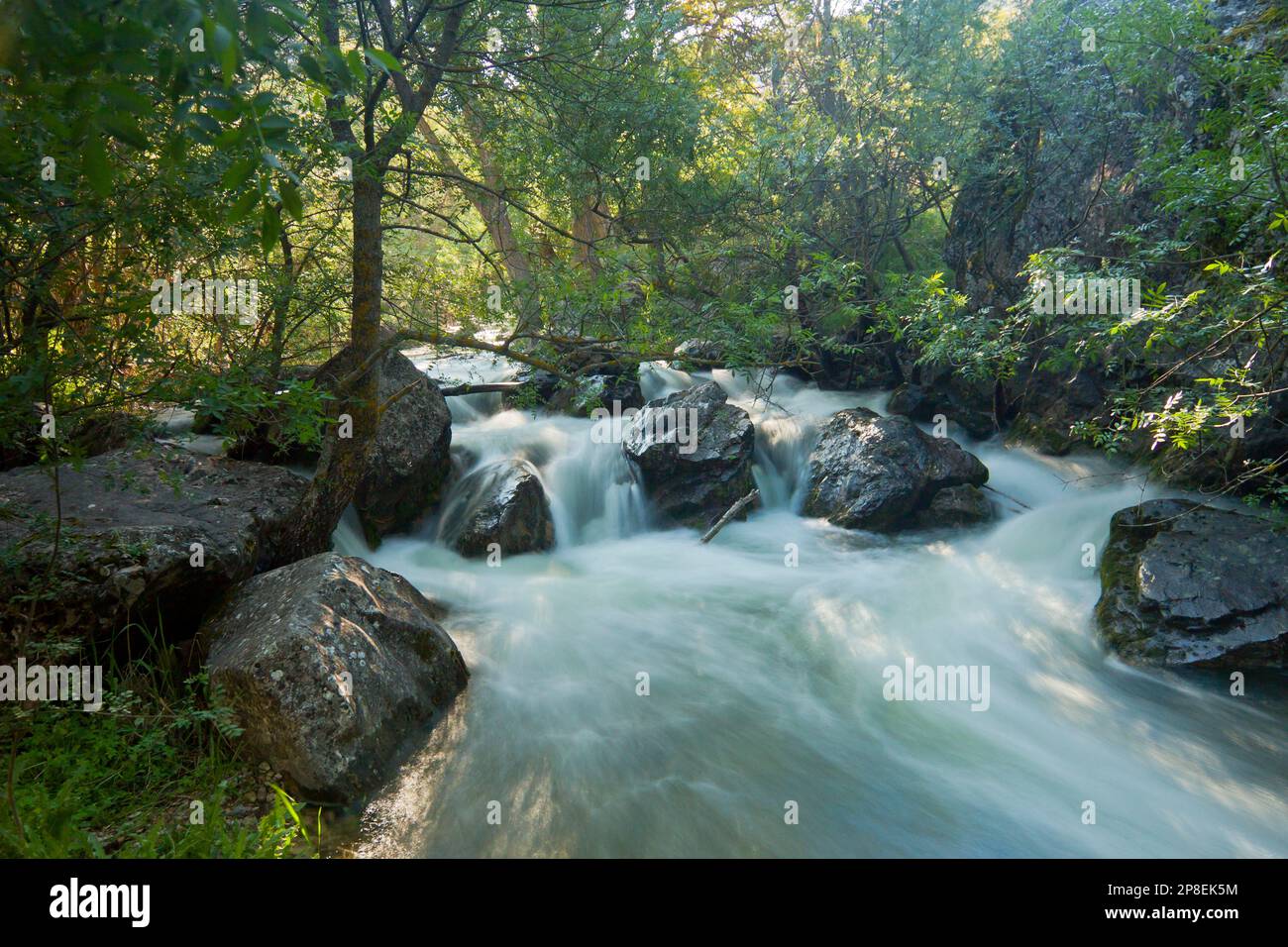 Dulce River through forest landscape, Guadalajara, Spain Stock Photo