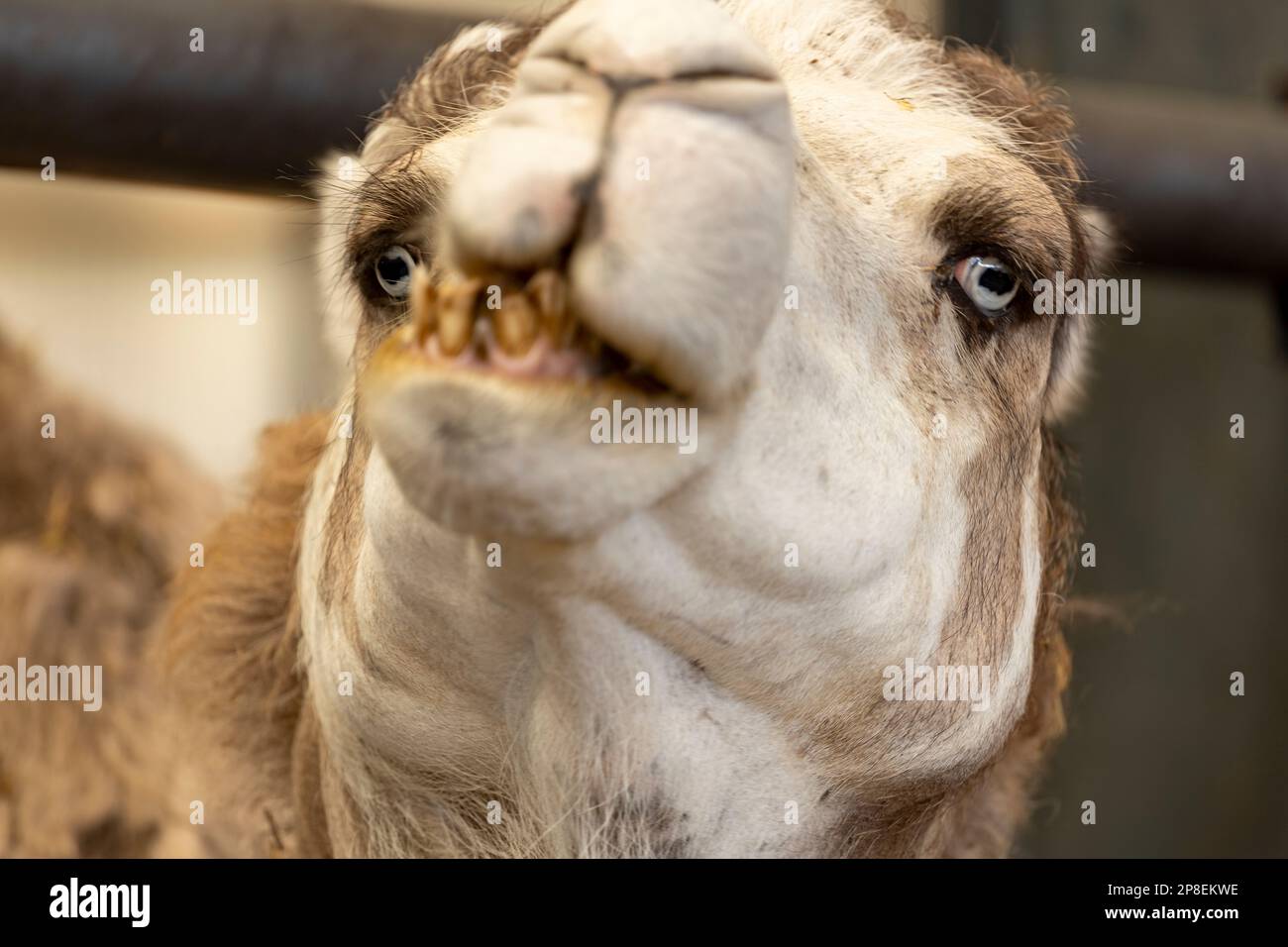 Blue eyed super closeup of domesticated white Camelus Dromedarius in a camel milk farm. Food and dairy industry. Stock Photo