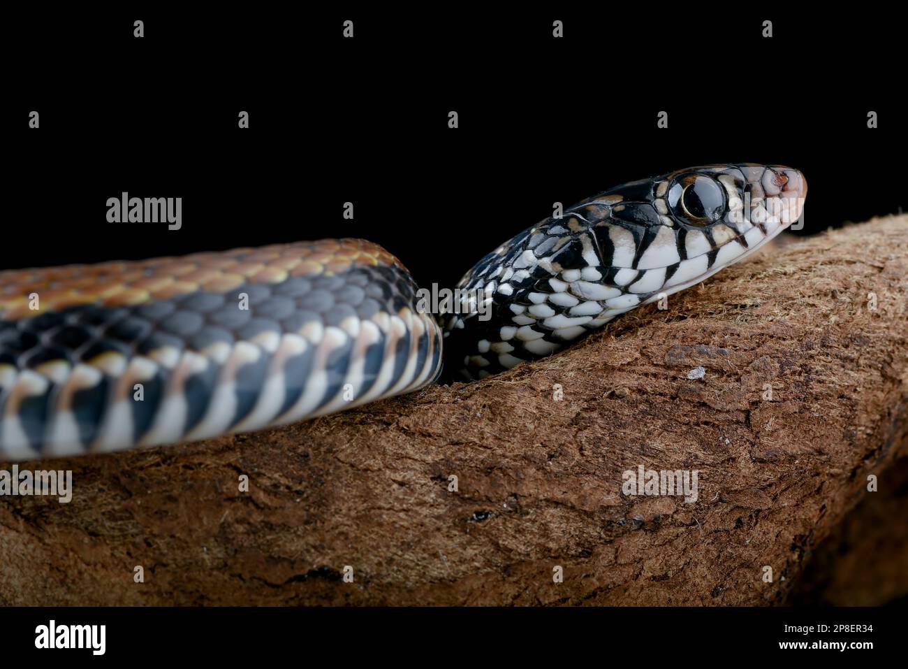 Close-up of a painted keelback (Xenochrophis cerasogaster) against a black background, Indonesia Stock Photo