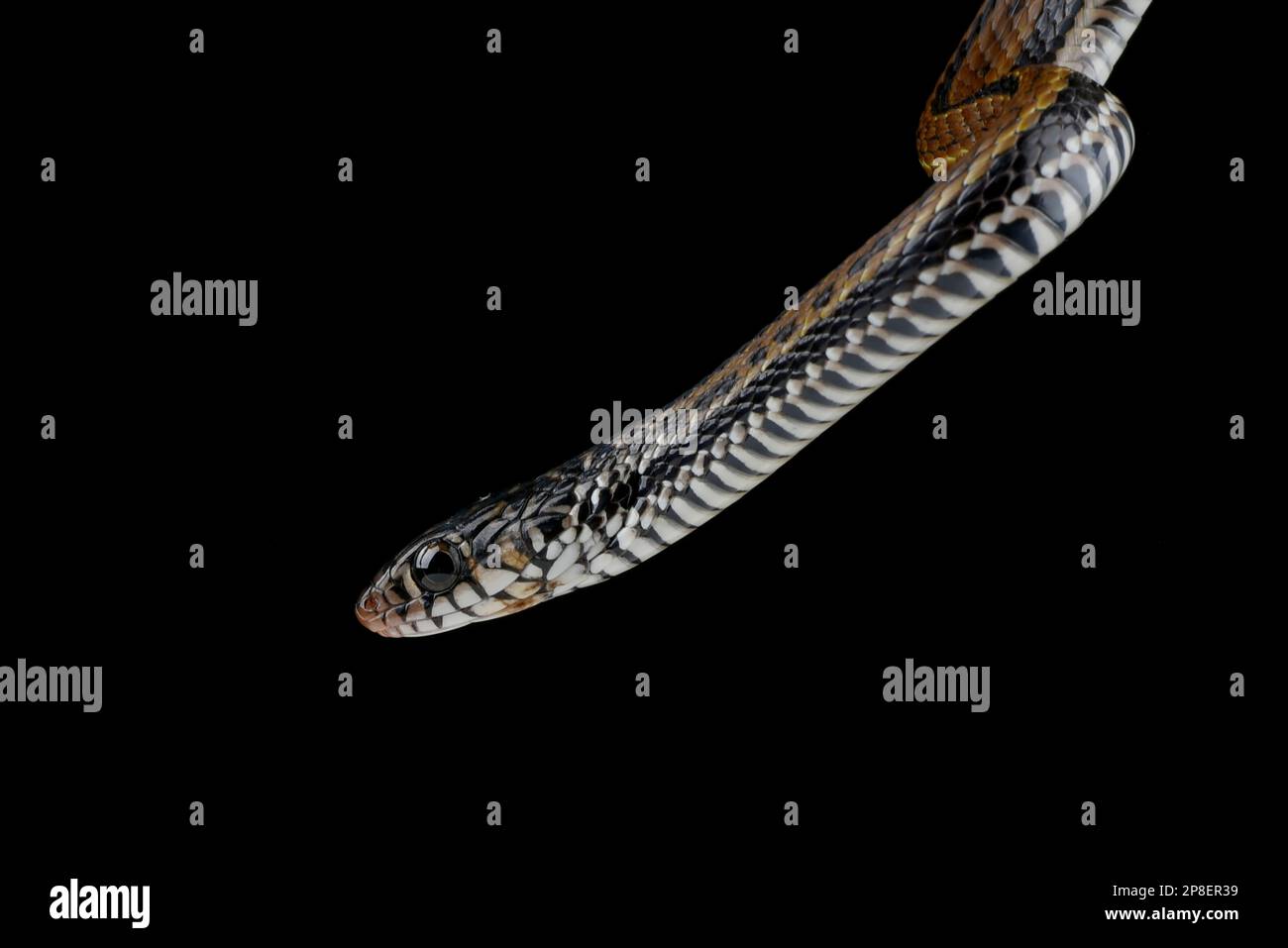 Close-up of a painted keelback (Xenochrophis cerasogaster) against a black background, Indonesia Stock Photo