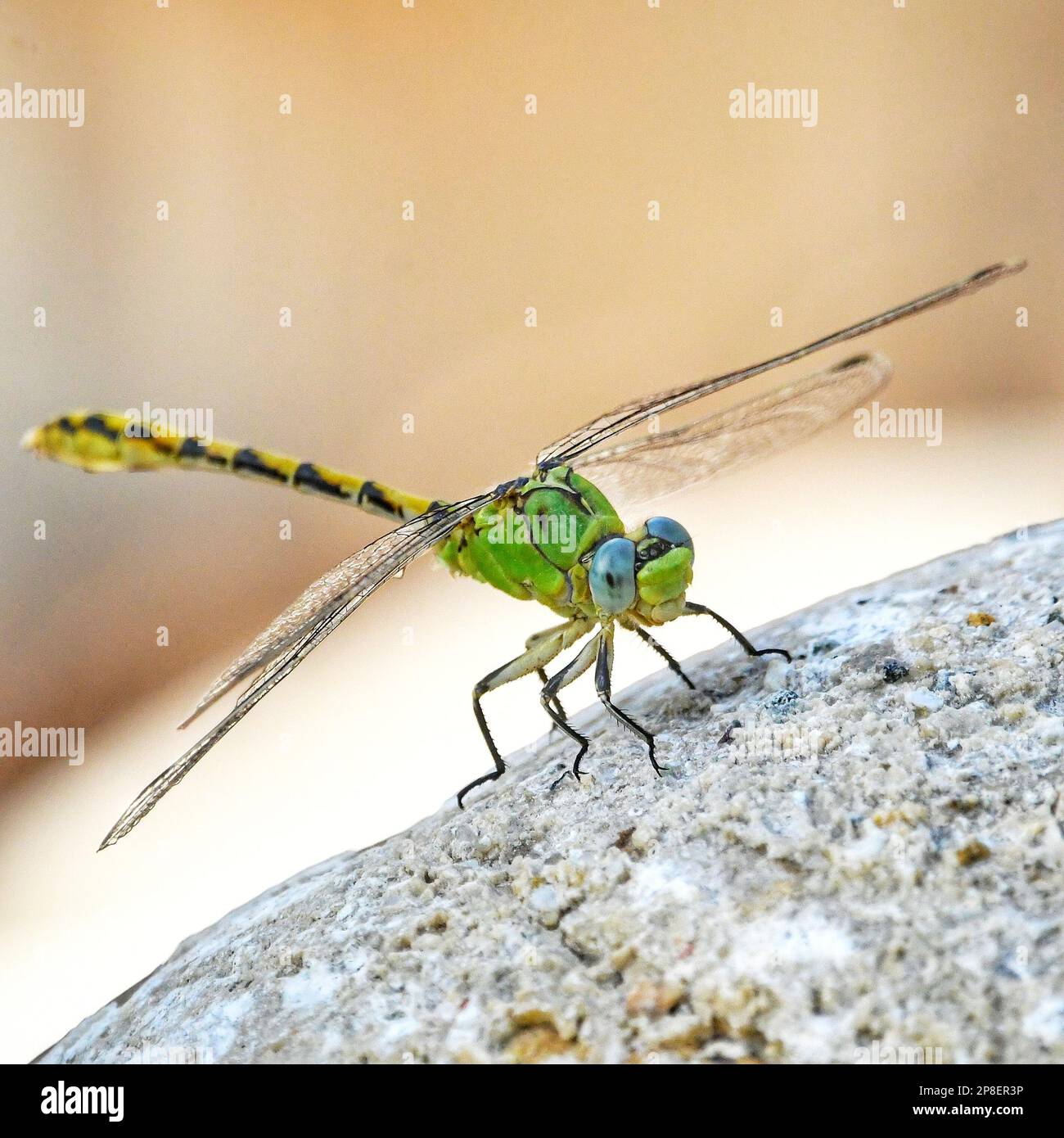 Close-up of a dragonfly on a rock Stock Photo