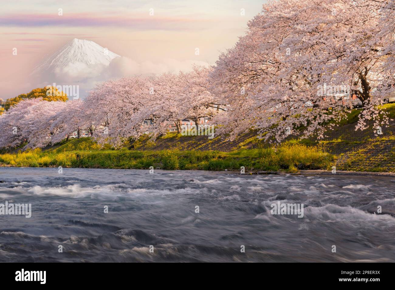 Cherry trees along a river with snowcapped peak of Mt Fuji in background, Yamanashi Prefecture, Honshu, Japan Stock Photo