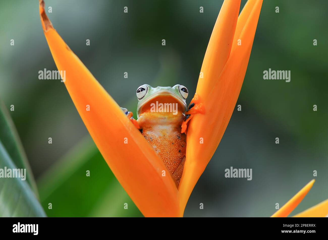 Frog sitting on a tropical flower, Indonesia Stock Photo