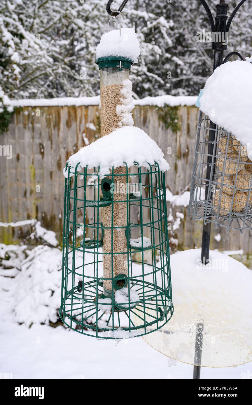 Sunflower hearts bird feeder covered in snow on a garden feeding station. Stock Photo