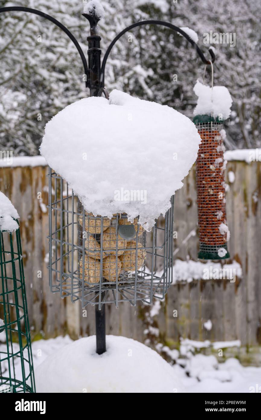 Fatball bird feeder covered in snow on a garden feeding station. Stock Photo