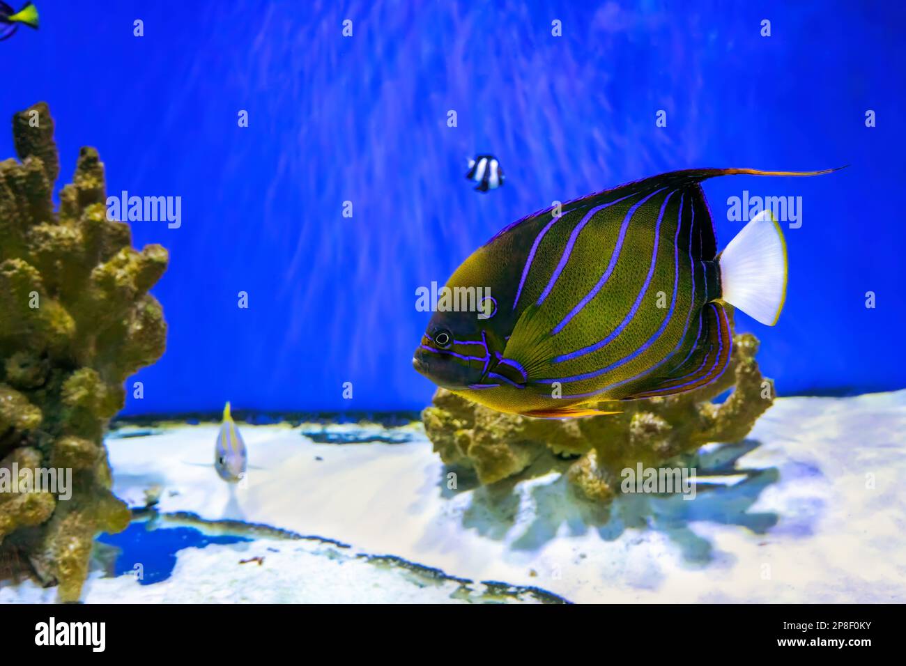 P and clearance p tropical fish